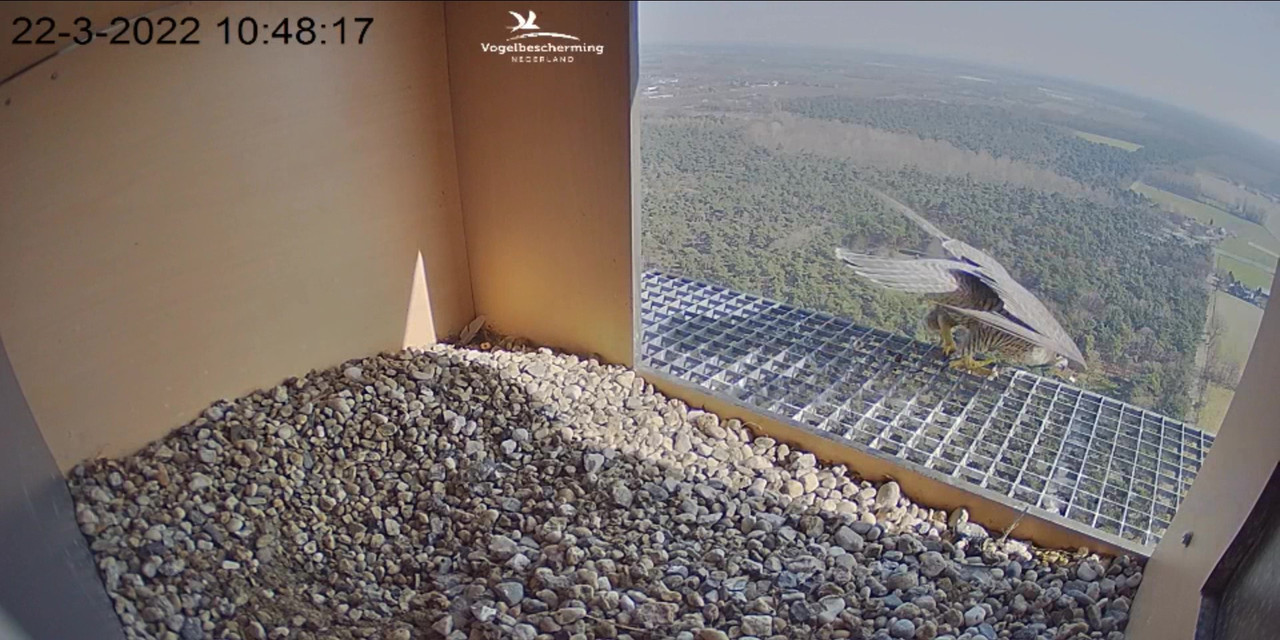 campics BDL 2022 va 20 maart 2022 ©VWGGemert/Vogelbescherming Nederland - Pagina 4 Video-2022-03-22-104919-Moment-3