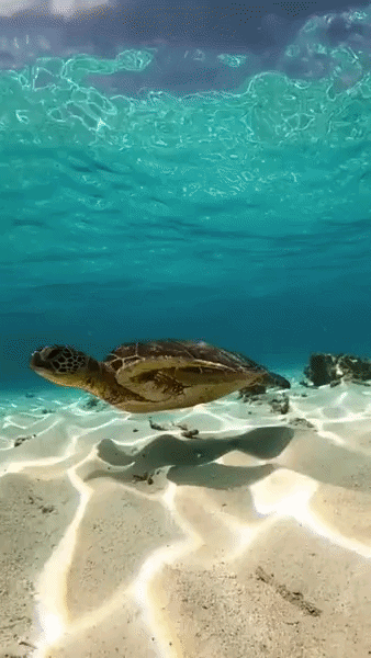 turtle-2.gif