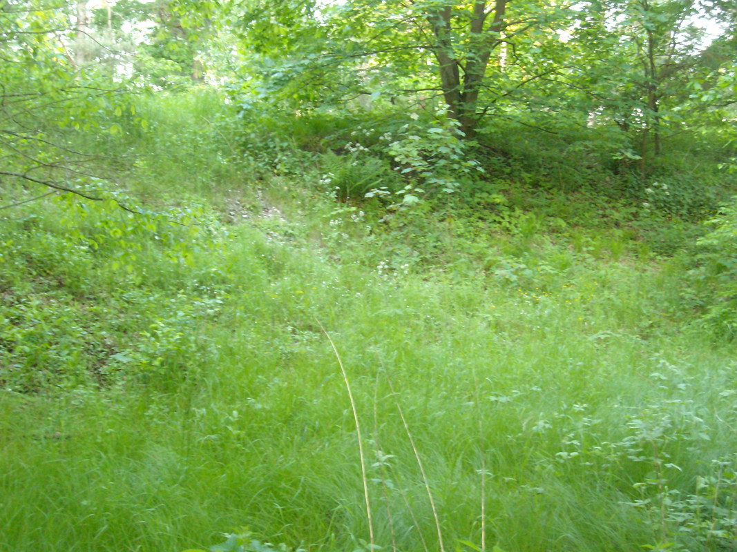 Dessau05