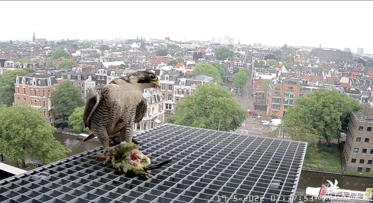 Amsterdam/Rijksmuseum screenshots © Beleef de Lente/Vogelbescherming Nederland - Pagina 3 Video-2022-05-19-073924-Moment-3