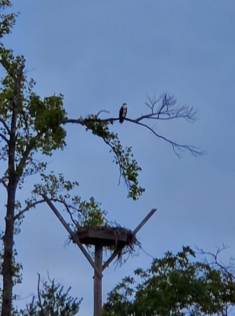 [Image: 20240726-Eagle.jpg]