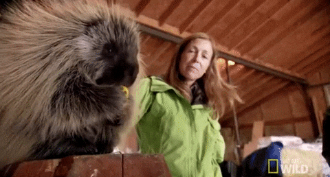 Dr-Oakley-Porcupine.gif