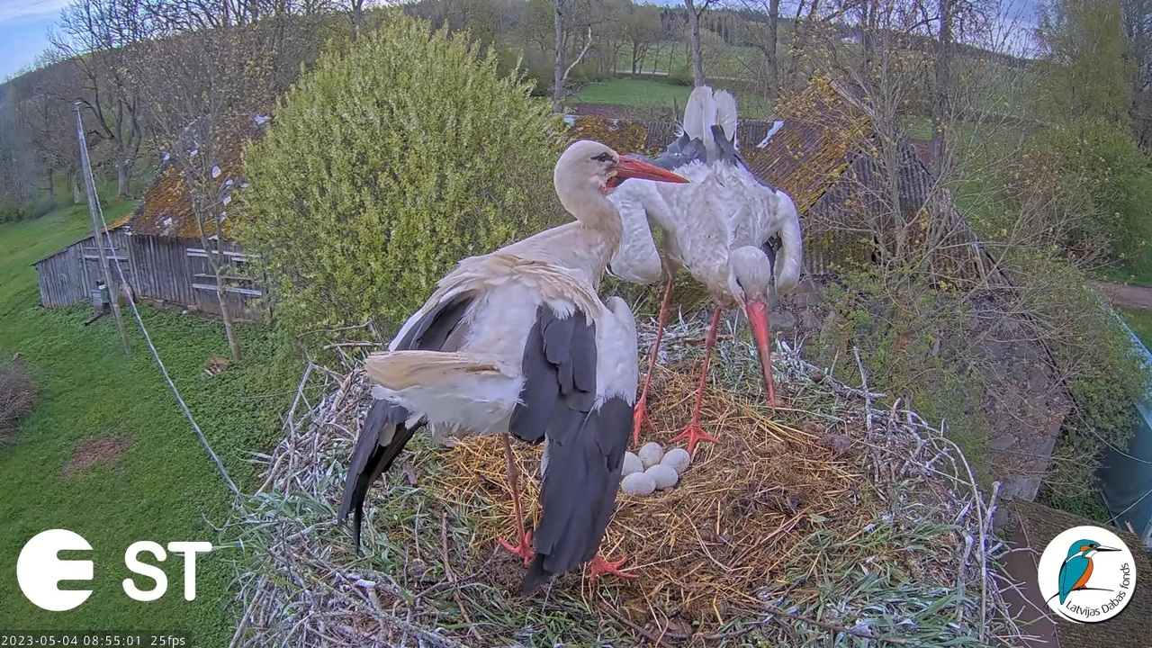 Baltie stārķi (Ciconia ciconia) Tukuma novadā - LDF tiešraide __ White storks in Tukums, Latvia 10-6