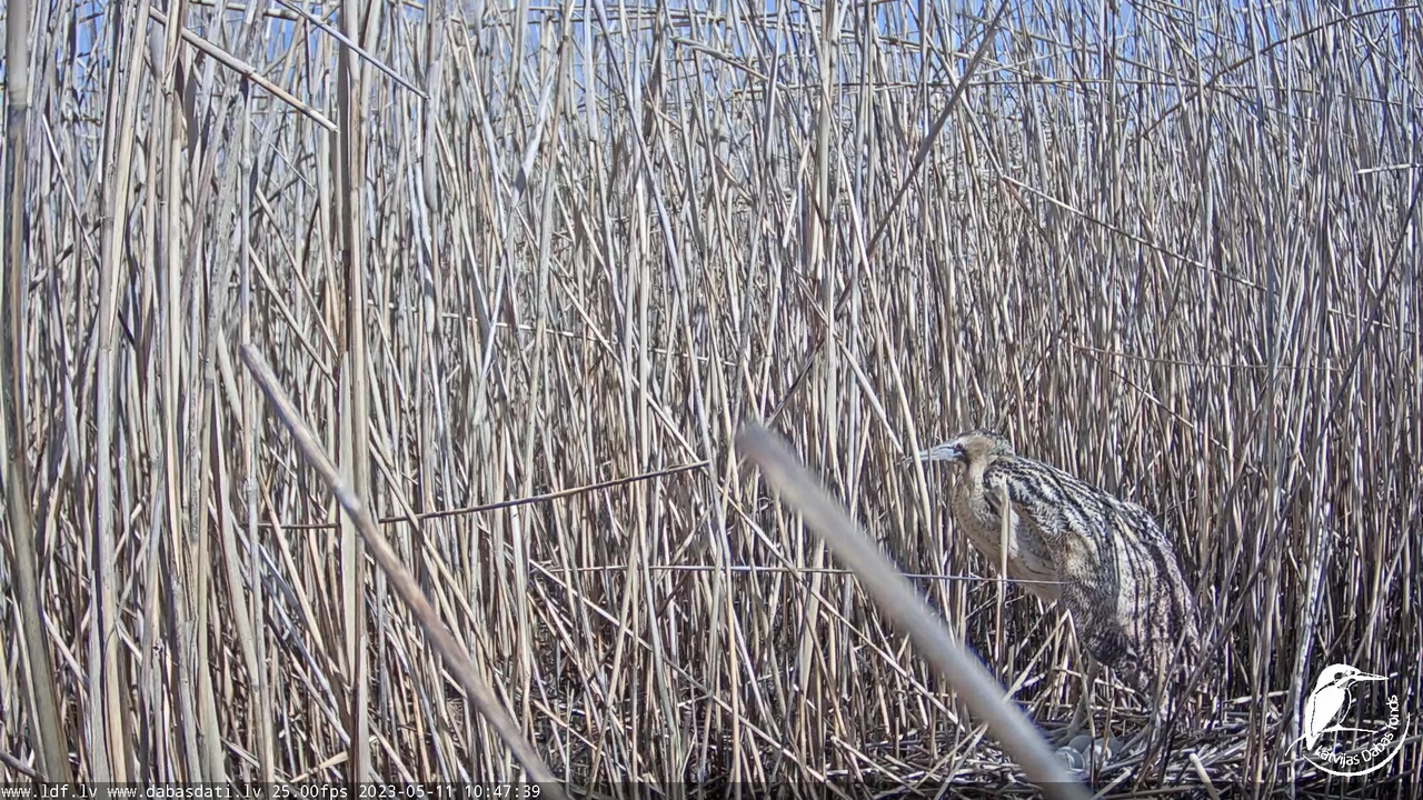 Lielais dumpis (Botaurus stellaris) Engurē - LDF tiešraide 7-32-29 screenshot