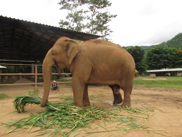 Visita a Elephant Nature Park - Nuestra primera vez en el Sudeste Asiático. Tailandia en Junio de 2018 (5)