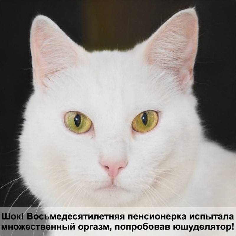 виды диких кошек