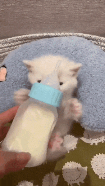 Baby-Cat450d4bb887d6cb8bde8d1dcb1384328d-4dce6581-0-ezgif-com-optimize.gif