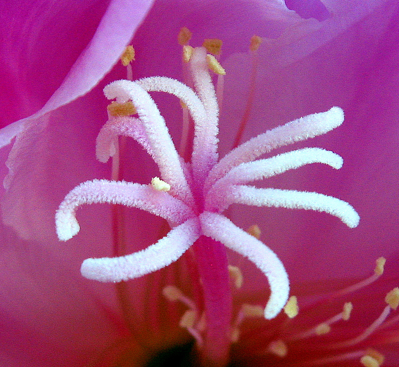 orch-pollen.jpg