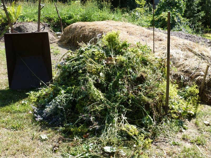 2014-07-06 Staudenrückschnitt