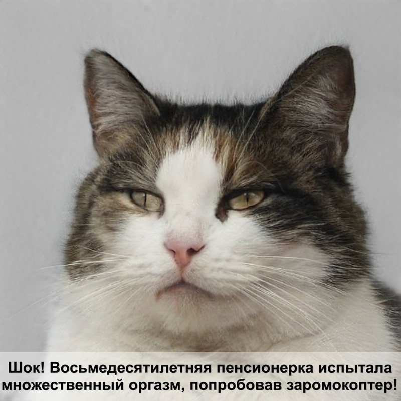 самая красивая кошка маленькая