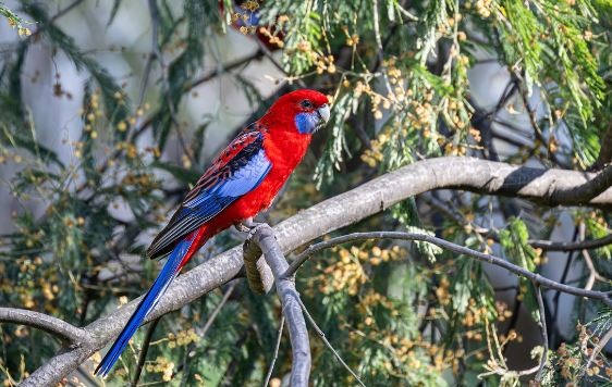 Crimson Rosella Parrot