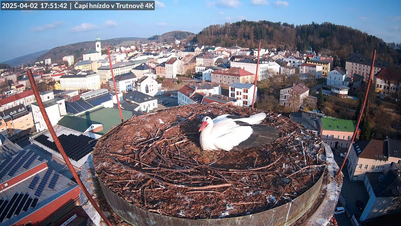 Živě z čapího hnízda na pivovarském komíně v Trutnově 14-34-27 screenshot