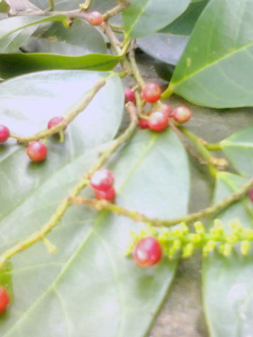 Photo0109_001