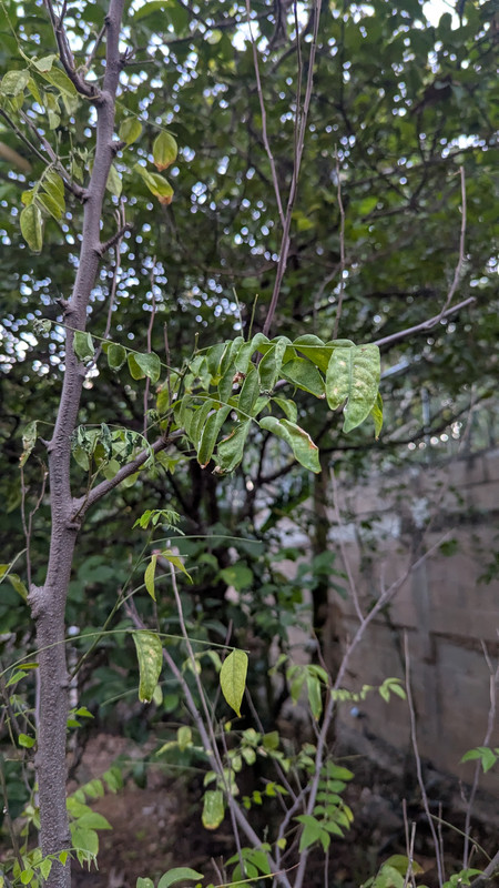 PXL_20250403_000439813