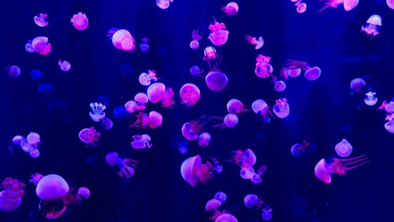 Lifecycle Focal points: The Polyp Elude Hatch