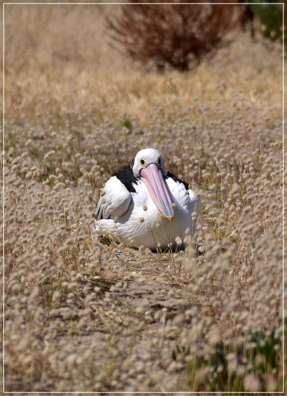 Australia (I): toma de contacto - Blogs de Australia - Kangaroo Island (78)