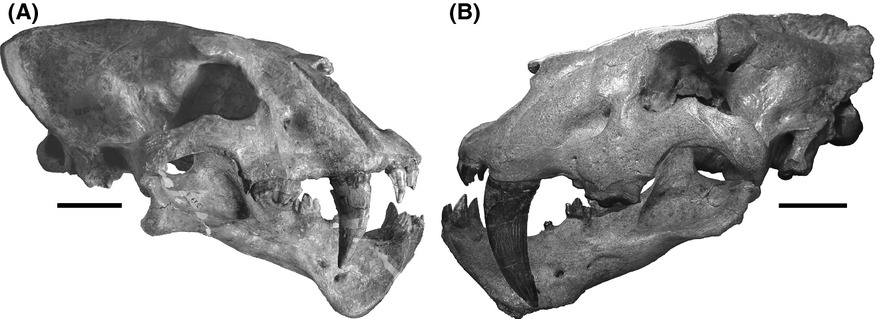 https://i.postimg.cc/T3xNgYLS/Homotherium-serum-TMM3582-and-(B)-Homotherium-crenatidens.jpg