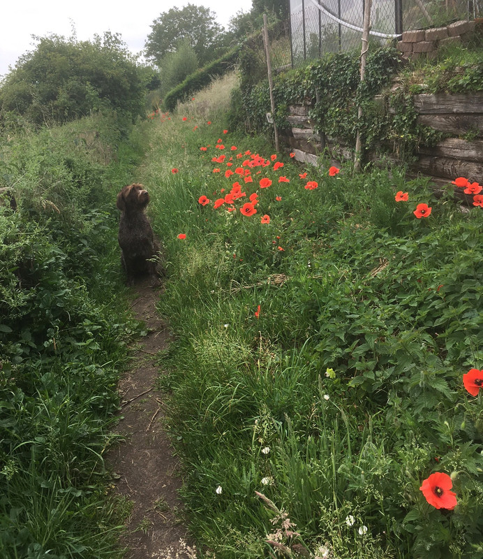 2025-01-06 Uiterwaarden klaprozen IMG_4980 (002)