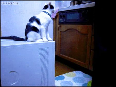 Funny-Cat-GIF-Jerk-cat-trolling-2-other-cats-This-is-a-hilarious-false-accusation-case.gif