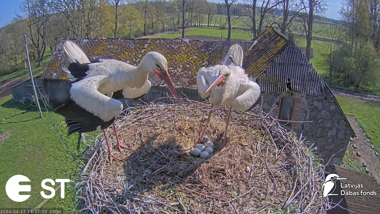 Baltie stārķi (Ciconia ciconia) Tukuma novadā - LDF tiešraide __ White storks in Tukums, Latvia 11-4