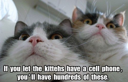 Cat Humor #8