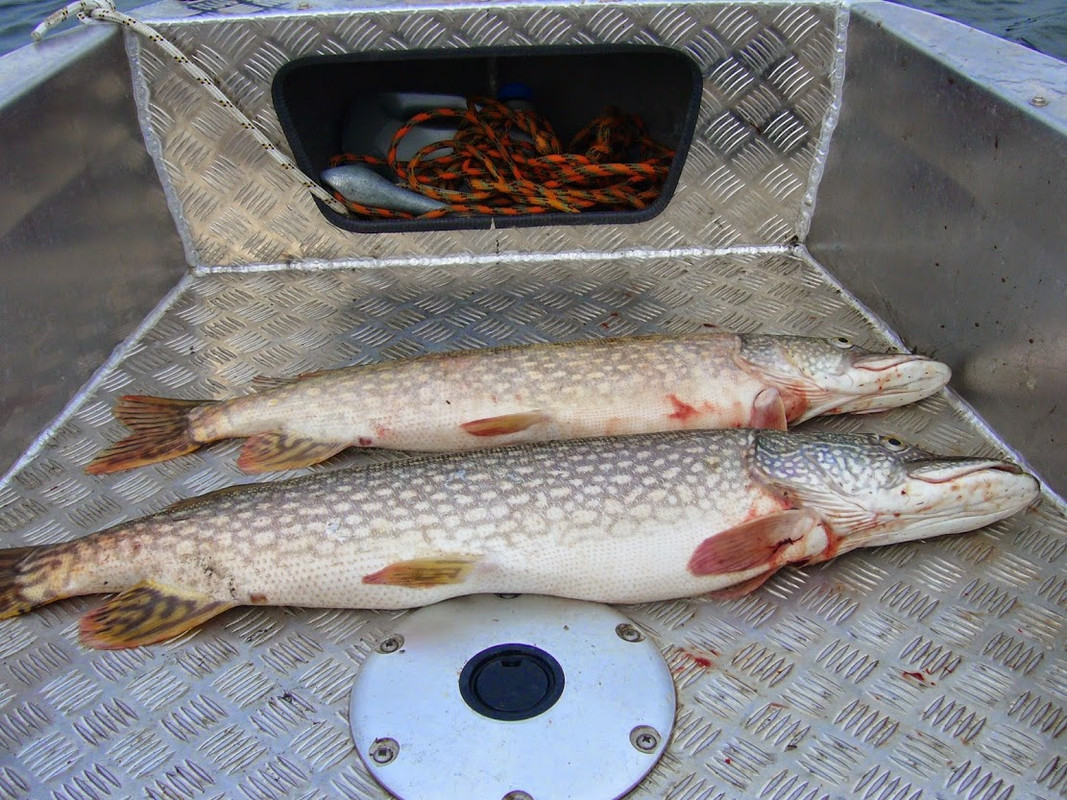 56 Мальков Дмитрий (8) джиг спиннинг судак щука мастер-класс Куляпин Андрей обучение рыбалка троллин