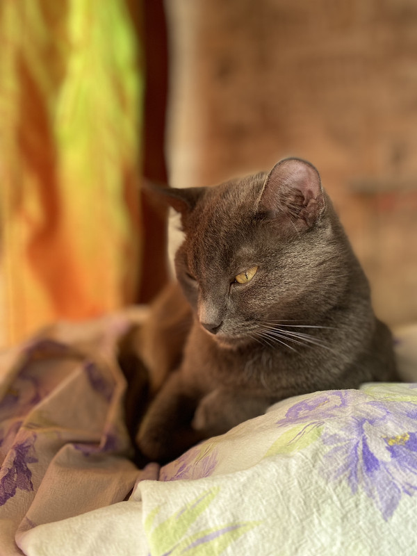 IMG-6cb017aaf1d446d4a9040e38db160071-V