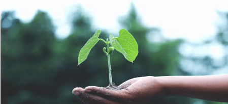 Soil and Water Management for Plants