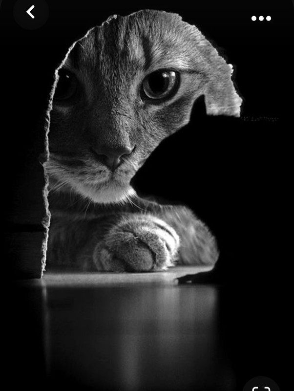 Screenshot_20231030_215157_Pinterest