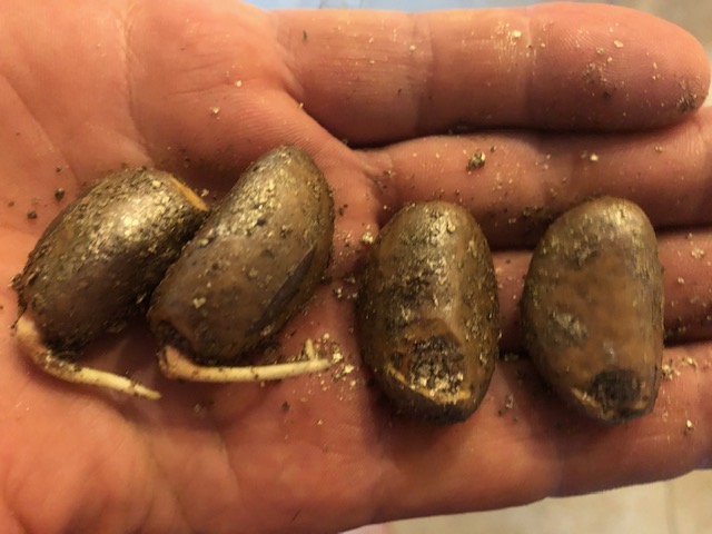 hypoglauca seeds