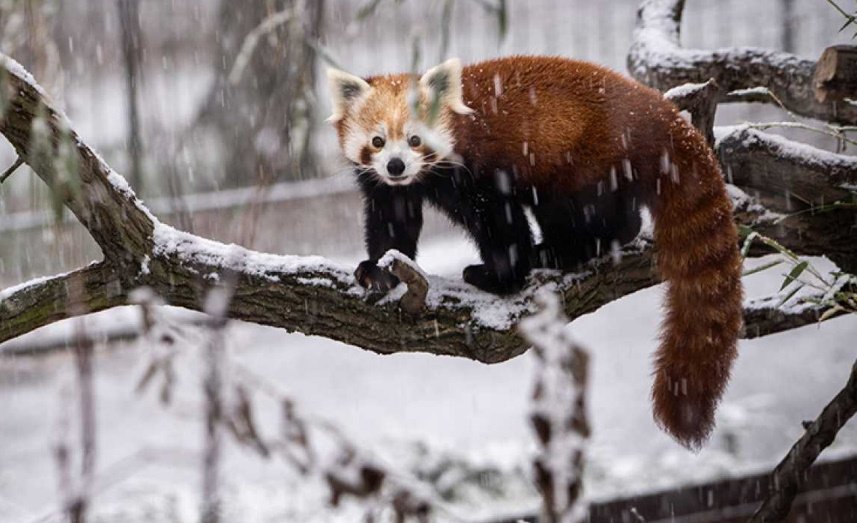 El panda rojo el animal más bonito del mundo (2019) Esp