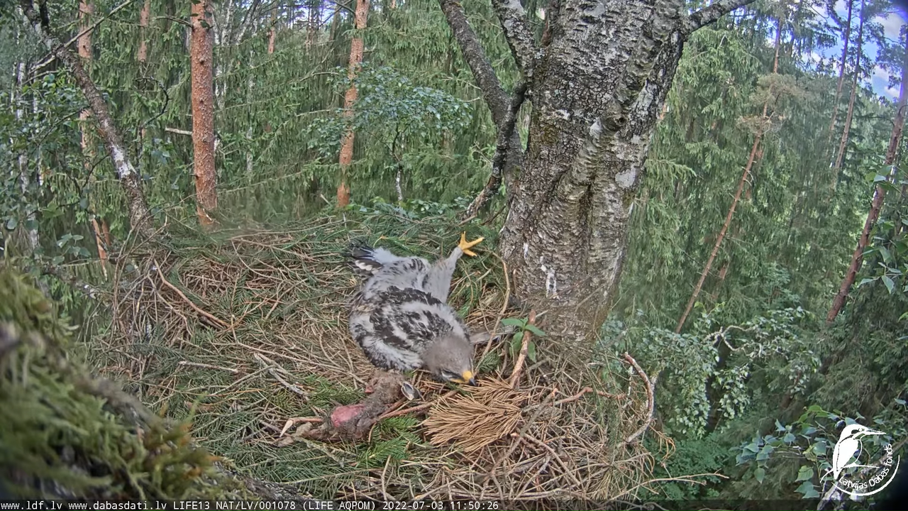 LDF Mazais ērglis (Clanga pomarina), ligzda bērzā 13-22-36 screenshot