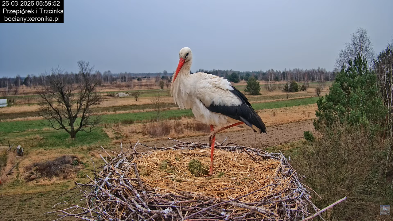 26032026bociany 15