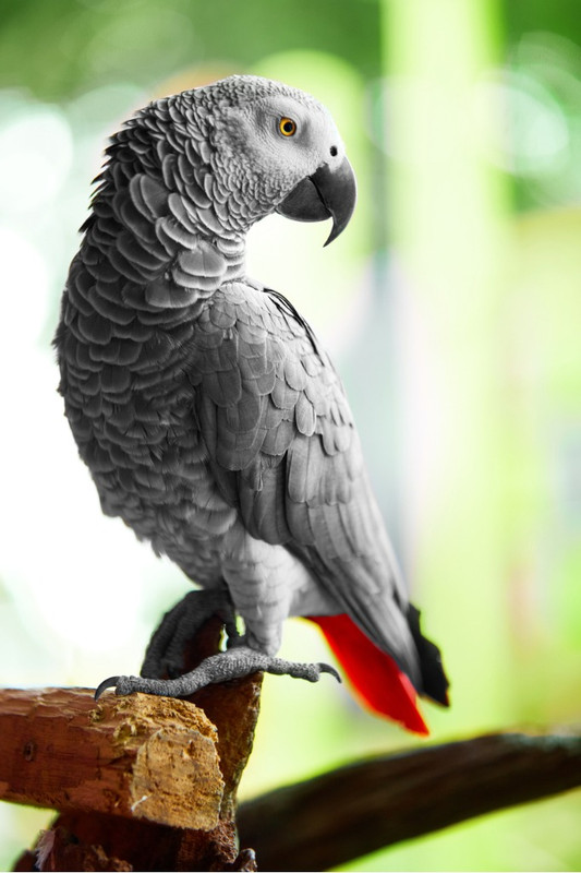 Other Parrots | Arizona Exotic Animal Hospital | Medical and Care Resources
