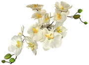 Blossom-Elements-64