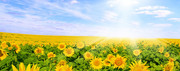 [Obrazek: Fields-Sunflowers-Many-Sky-Clouds-553019-1184x1024.jpg]