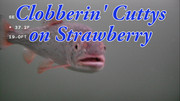[Image: Clobberin-Cuttys-on-Strawberry-Ice-Thumbnail.jpg]