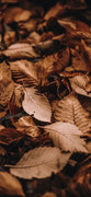 wp11432906-autumn-iphone-2022-wallpapers