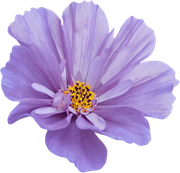 GlamourGirl_MM_Element (1)