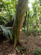 Arroceros-Forest-Park-Manila-Bagras20260715-141036