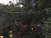[Image: CDD9-AD09-DEB6-4-A74-8398-79-EA7-EB695-C6.jpg]