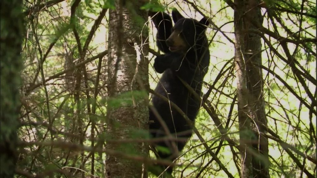 [Image: 7gruq1vwep80.jpg]