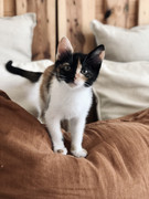 83460825-35B6-4643-80AA-87B8077DBD11