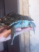 IMG_20250921_210602_6CS