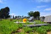 DSC-0015