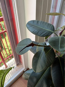 IMG-3701