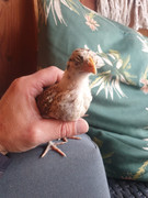 e92c0ba7-29ed-45bd-9d48-7a22894474a2