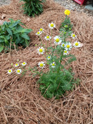 2023-06-20 Closeup [2] Chamomile