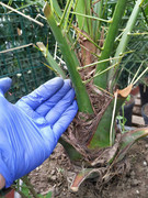 IMG-a38a0c58a124cc55edd5bdcde29cee20-V