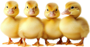 MVDEgg-Hunt-Pack-P4-S-16